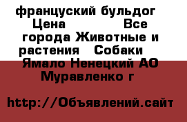 француский бульдог › Цена ­ 40 000 - Все города Животные и растения » Собаки   . Ямало-Ненецкий АО,Муравленко г.